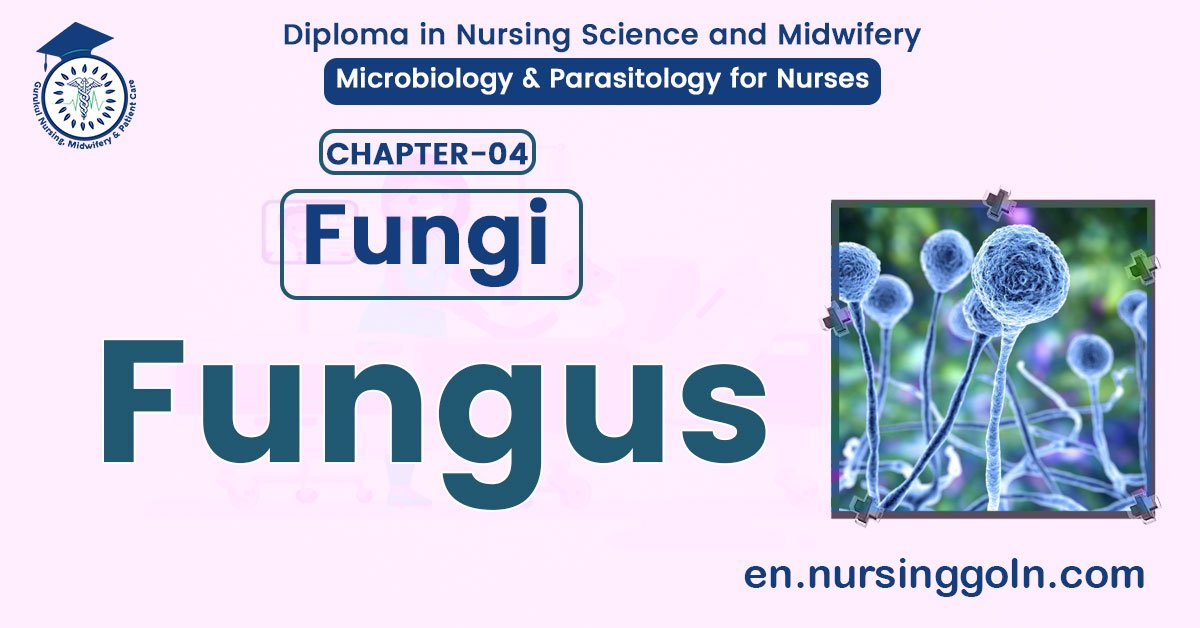 Definition of Fungus | CHAPTER 4 | Microbiology & Parasitology for Nurses