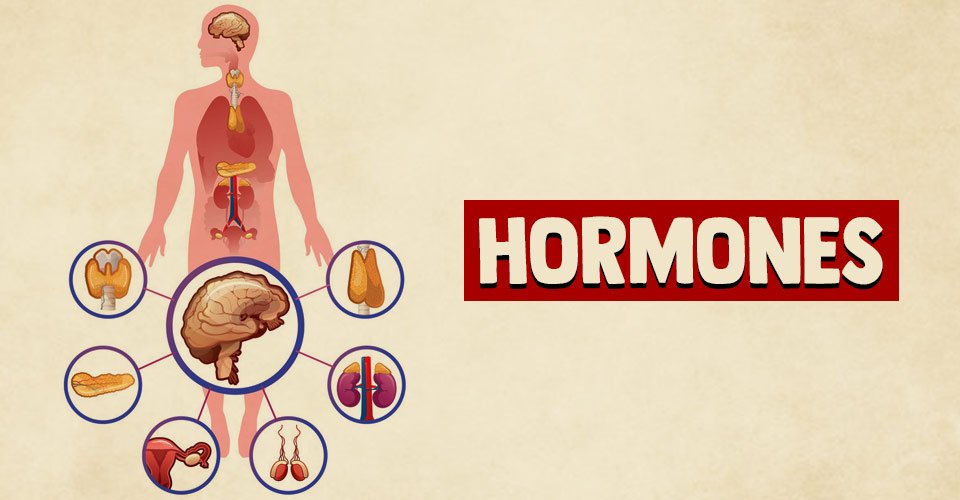 concept about hormones