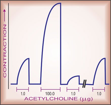 Fig: Illustration of the phenomenon of desensitization