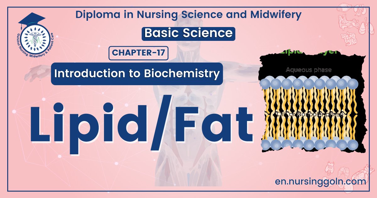 Concept about Lipid / Fat