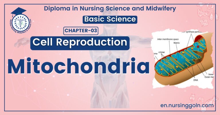 Definition of Mitochondria