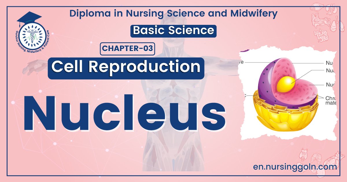 Definition of Nucleus