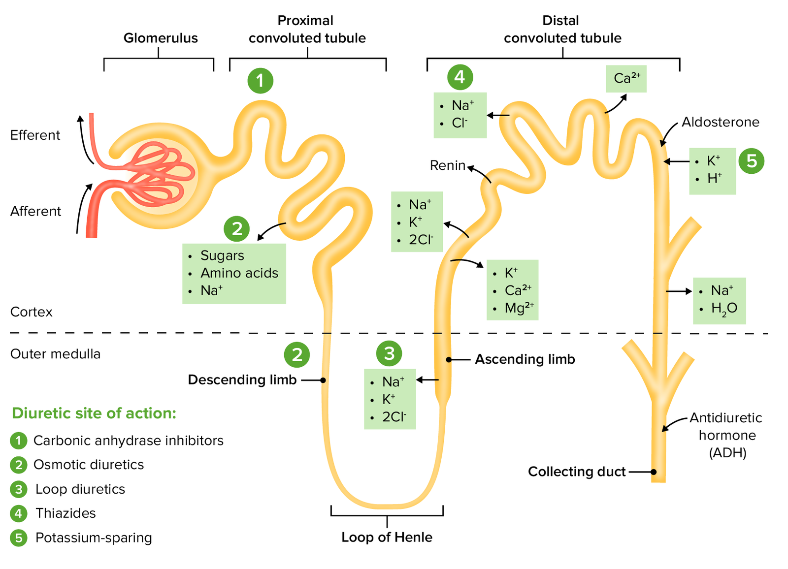 Osmotic Diuretics | CHAPTER-9 | Pharmacology