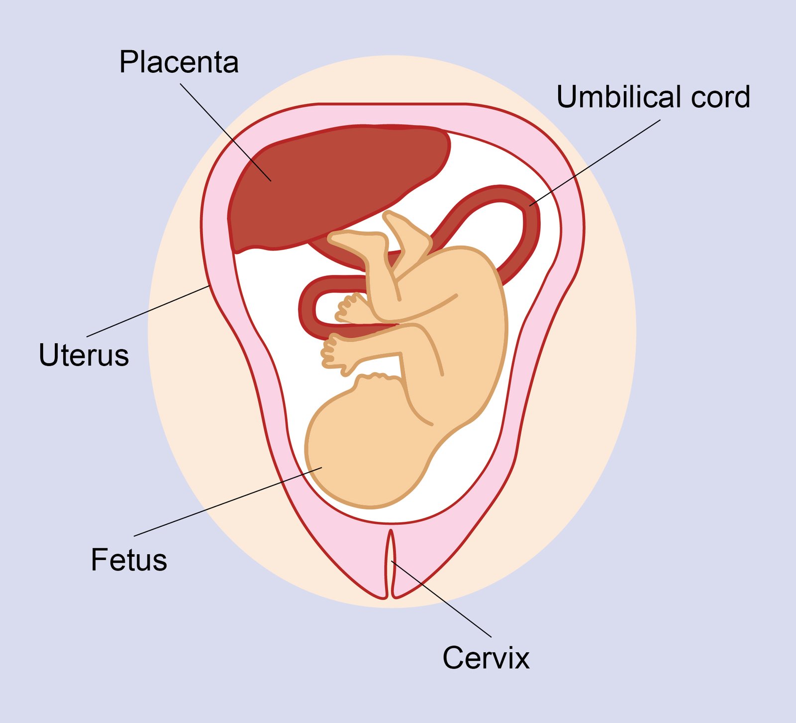 concept about placenta