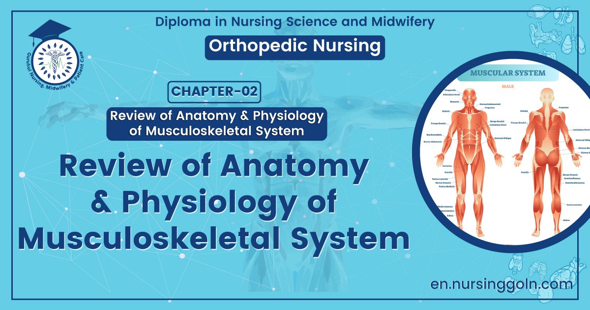 Review of Anatomy & Physiology of Musculoskeletal System | CHAPTER 2 | Orthopedic Nursing