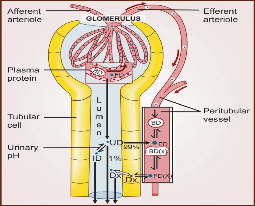 Fig: Schematic depiction of glomerular filtration, tubular reabsorption and tubular secretion of drugs