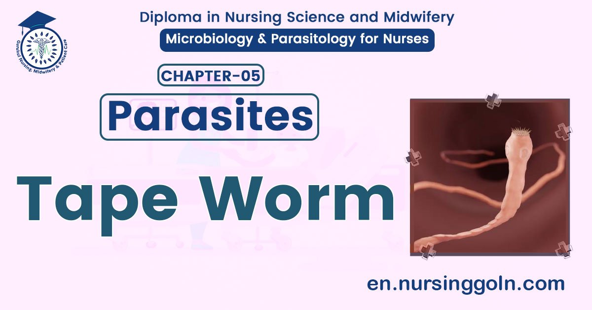 Tape Worms | CHAPTER 5 | Microbiology & Parasitology for Nurses