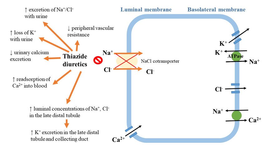 Thiazide Diuretics | CHAPTER-9 | Pharmacology